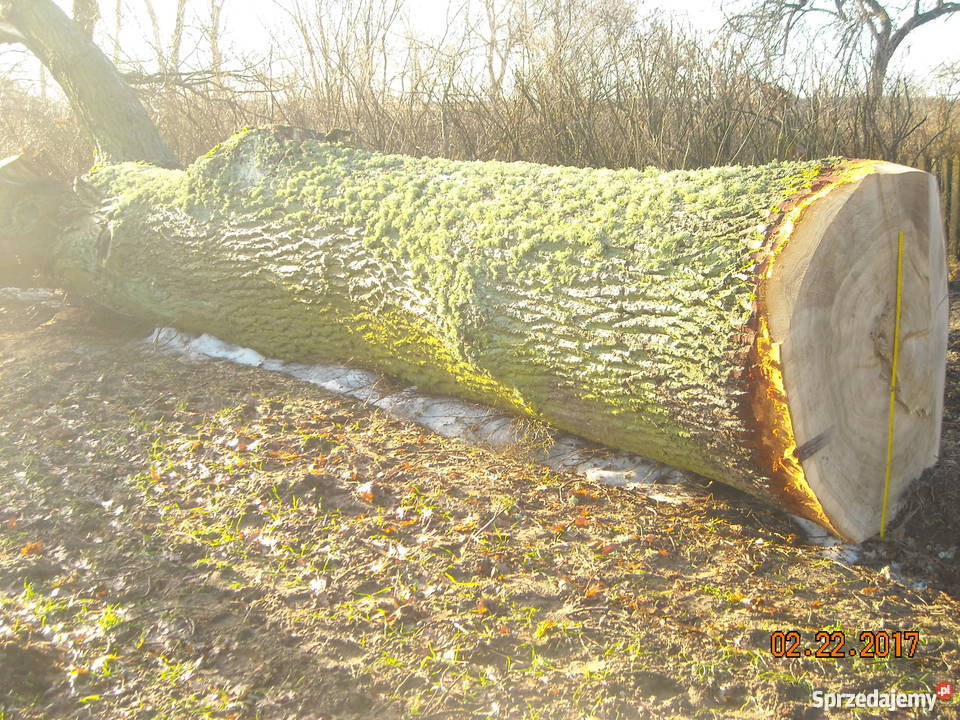 Dąb kłoda 11 m średnicy Pozostałe pomorskie Jaroszewy