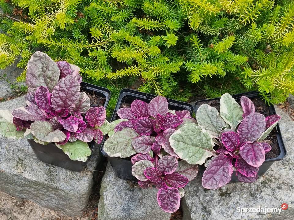 Dąbrówka rozłogowa BURGUNDY GLOW Lublin