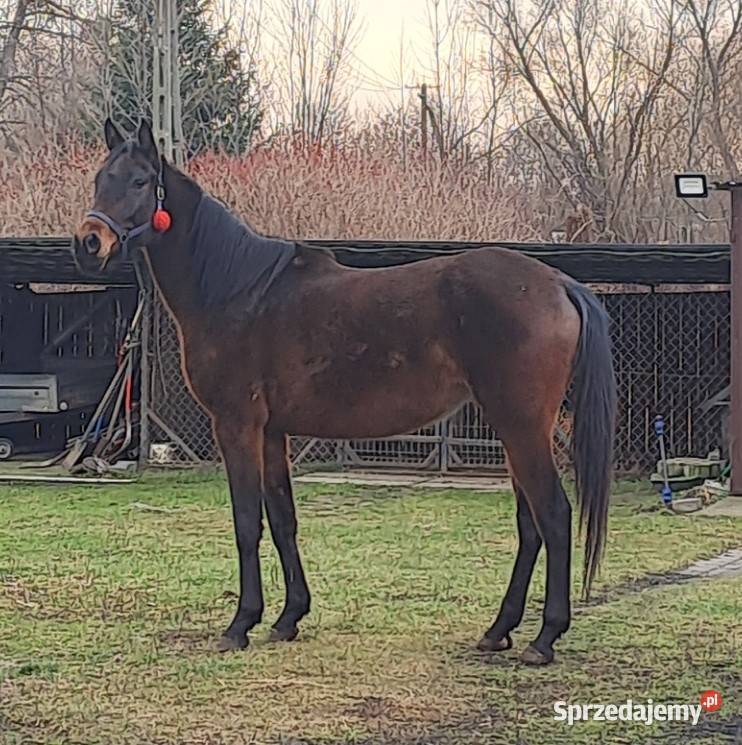 Dajana klacz małopolska Grodzisk Mazowiecki