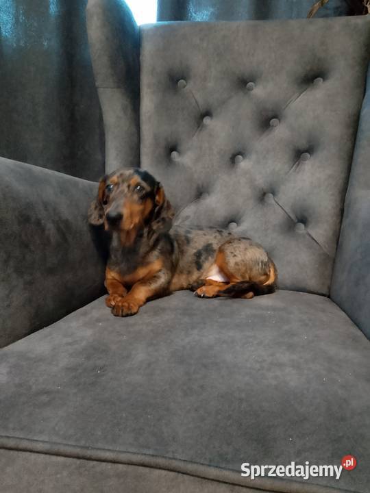 Jamnik merle piesek mazowieckie Żyrardów