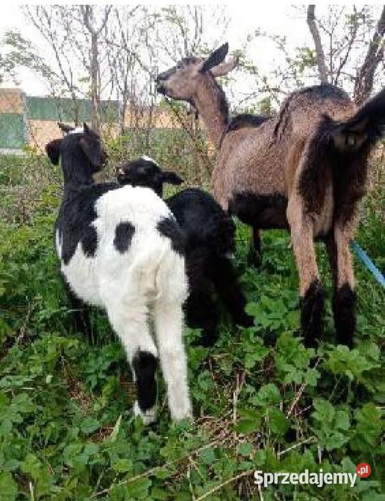 Koza z kózką i koziolkiem podkarpackie Podgrodzie