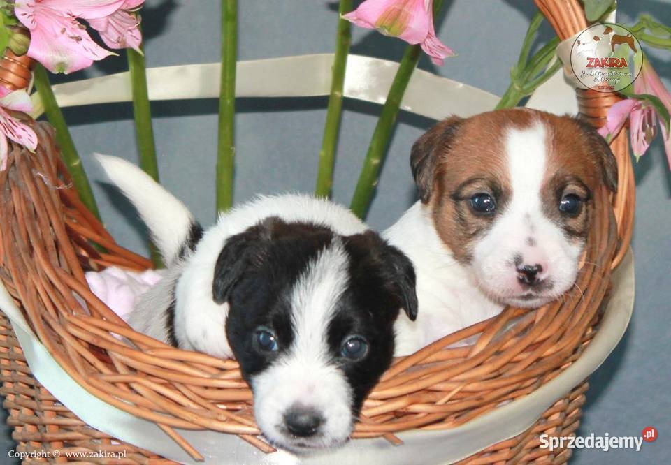 Szczenię Jack Russell Terrier Jesień 2026 Ruda Śląska