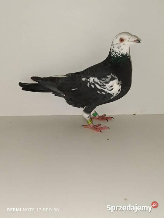 Gołębie pocztowe likwidacja hodowli kujawsko-pomorskie Włocławek sprzedam