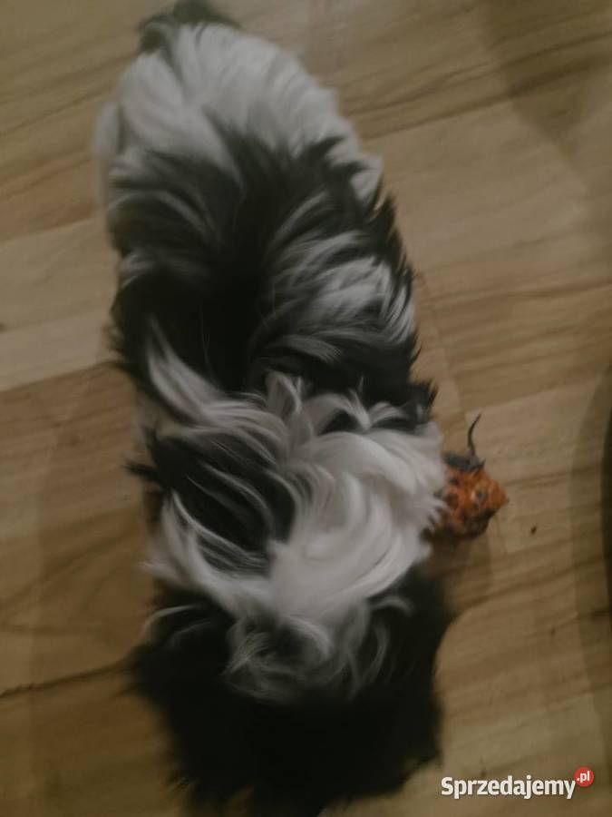 Szczeniak shihtzu mazowieckie Lubowidz