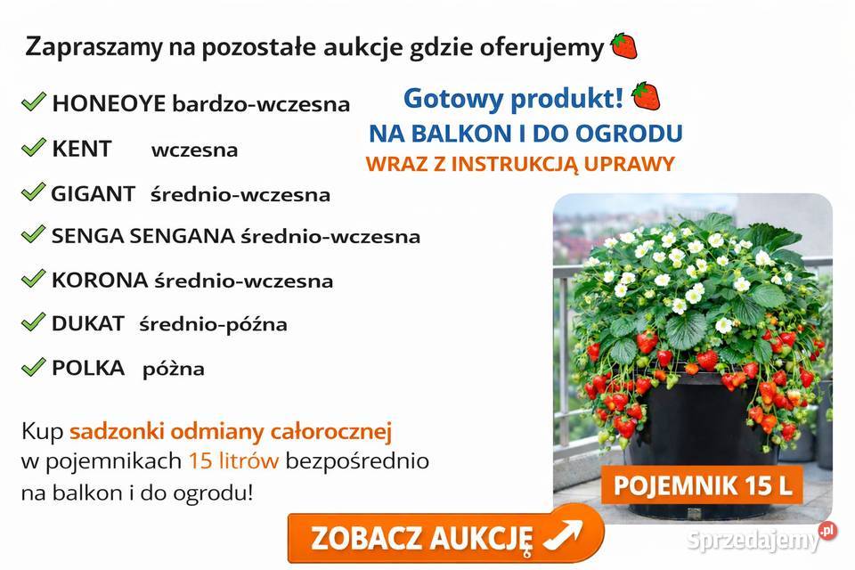 Sadzonki truskawek Truskawki Gigant doniczkowane Wilamowice