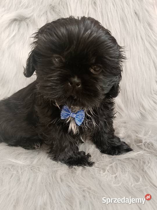 Piesek rasy ShihTzu Ostrzeszów
