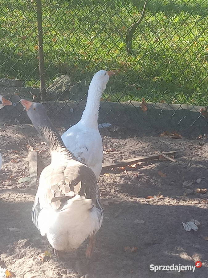 Gąsior Mrozowa Wola