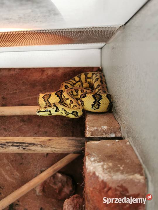 Terrarium morelia spilota Gady i płazy śląskie Jaworzno