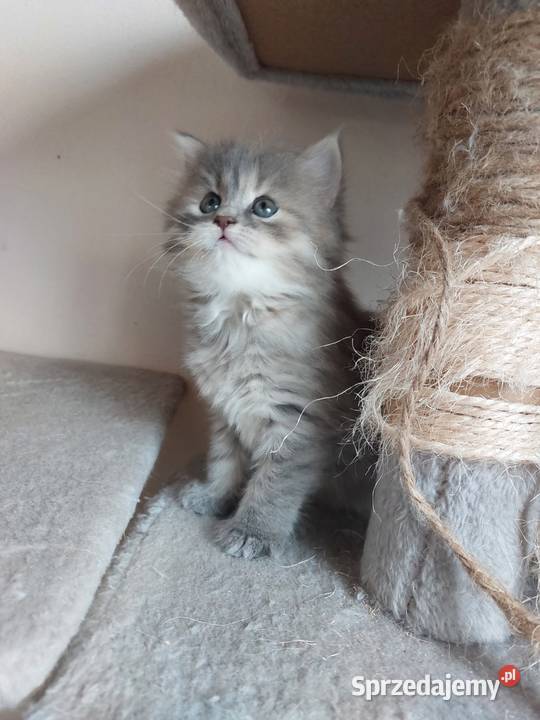 Śliczna Niebieska Kotka Syberyjska PZFWCF Sochaczew sprzedam