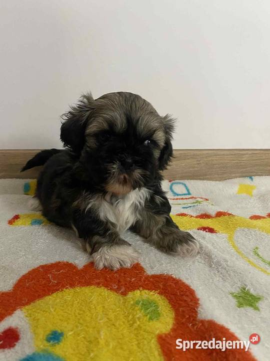 Szczeniaki shihtzu gotowe do odbioru Psy