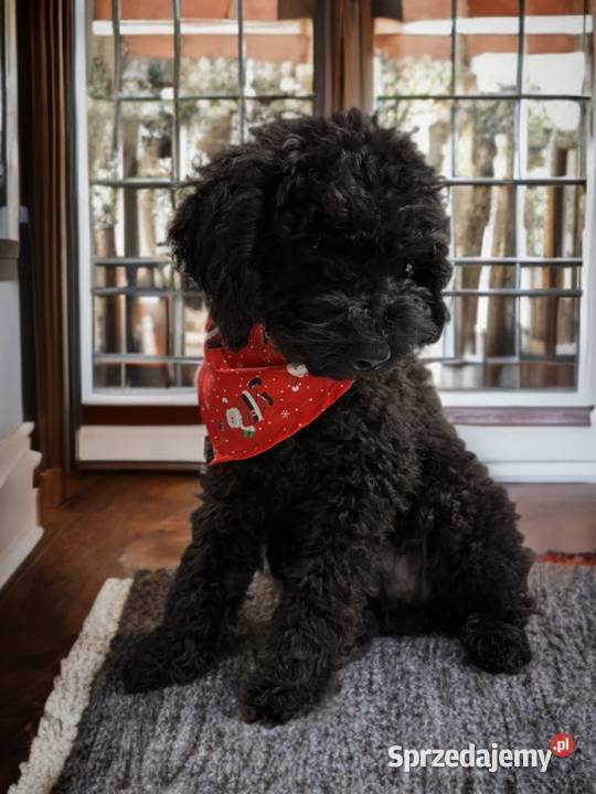 BENEK Pudel Miniaturowy Limanowa