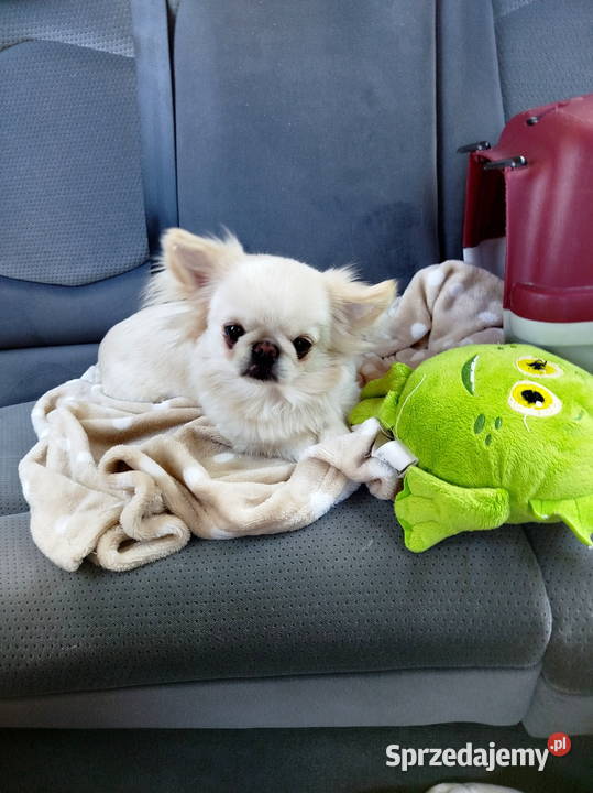Piesek chihuahua długowłosy Chihuahua sprzedam