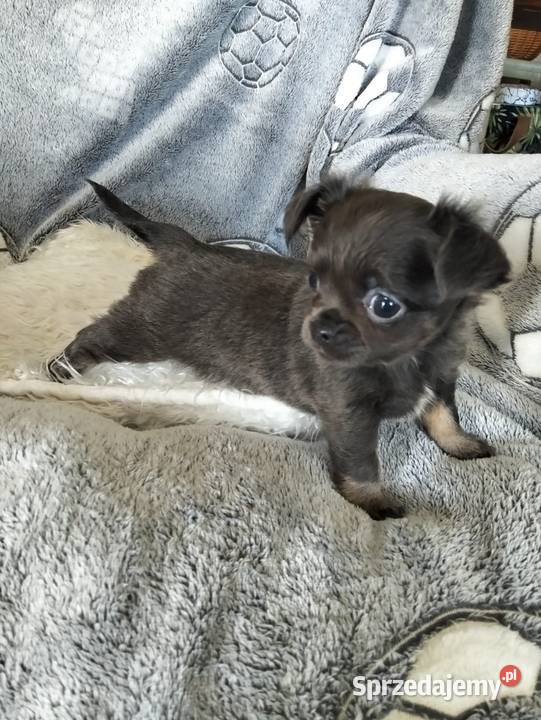 Niebieska długowłosa Chihuahua Chihuahua wielkopolskie Konin