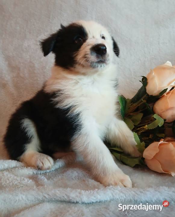 Border collie piesek Toruń