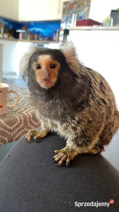 Na sprzedaż marmozeta białoucha samiec Pozostałe