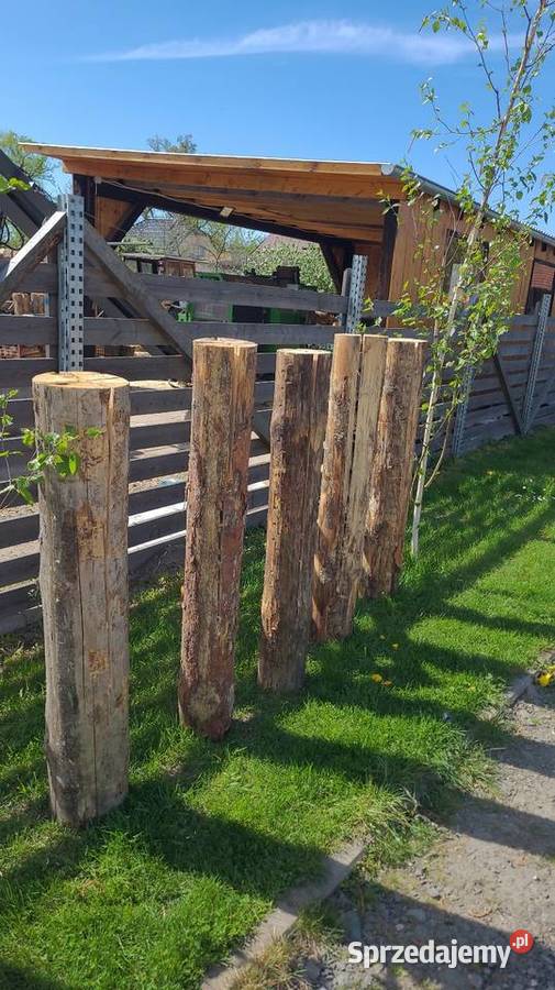 Pochodnia Pieniek Sosnowy Szwedzki Ogień Duży Ligota Prószkowska