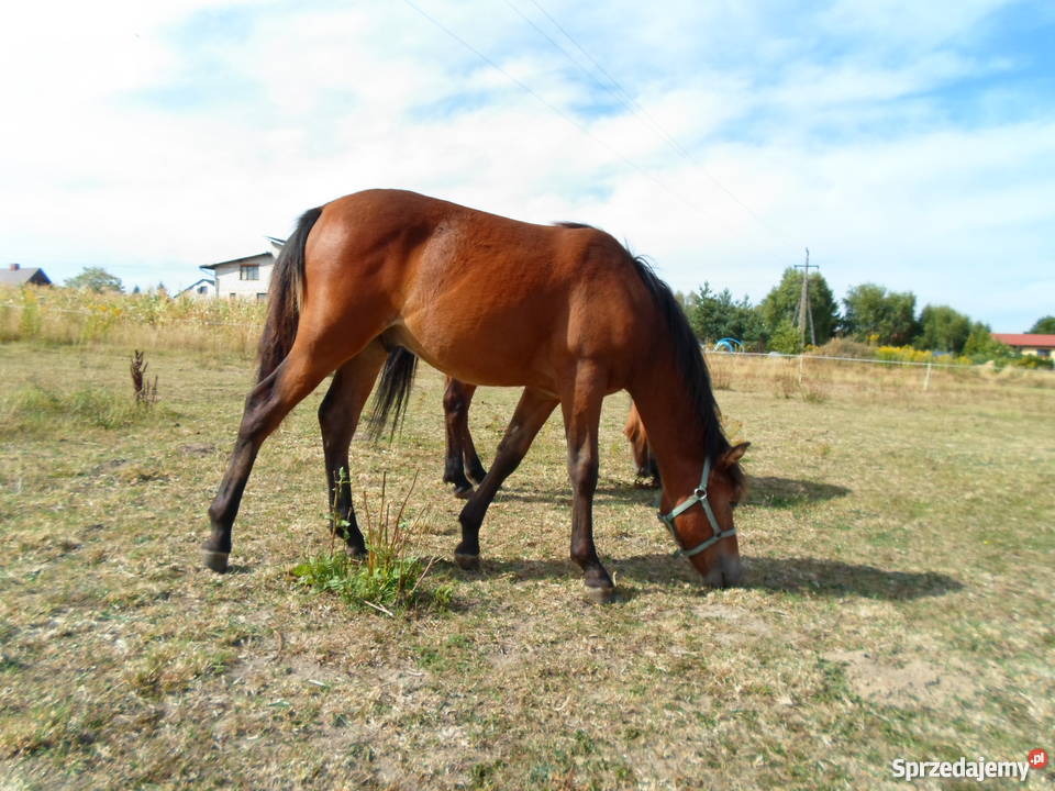 koń huculski Łódź sprzedam