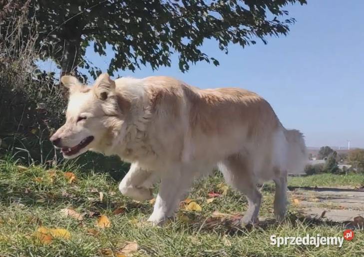 Rasowa suczka XJA eered Border Collie z pełną podkarpackie Iwonicz