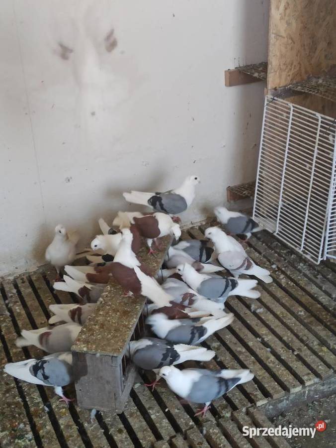Gołębie mewki samce i samice lubelskie Krupe