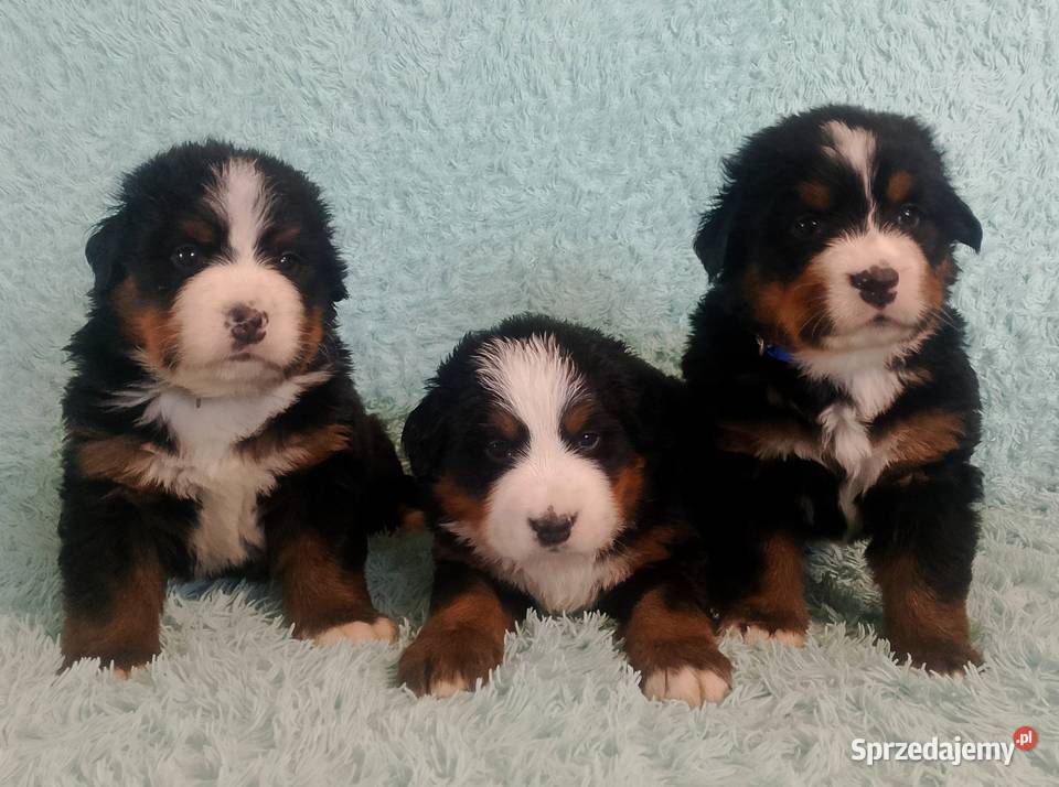 Pies Berneński Pasterski Kraśnik