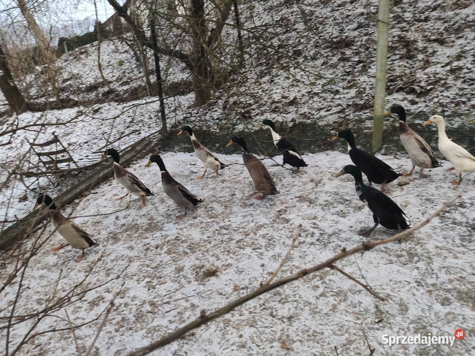 Kaczki biegus indyjski małopolskie Dobczyce