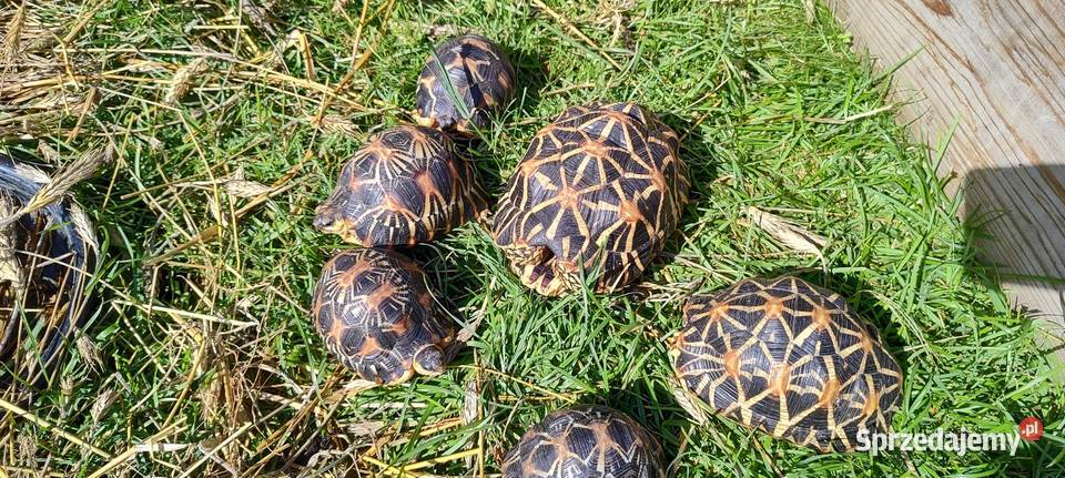 Żółwie gwieździste i promieniste Krapkowice