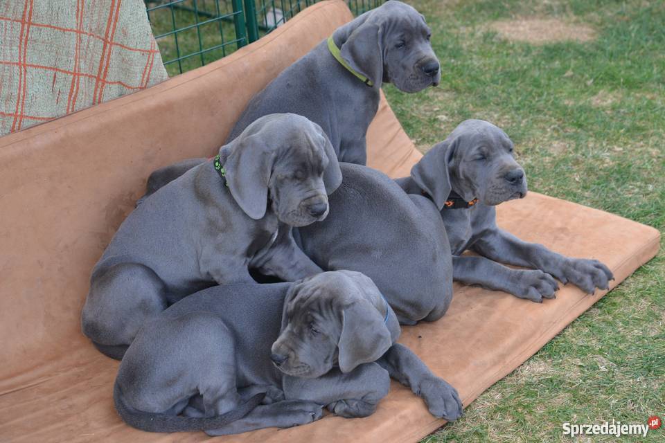 Dog Niemiecki błękitne