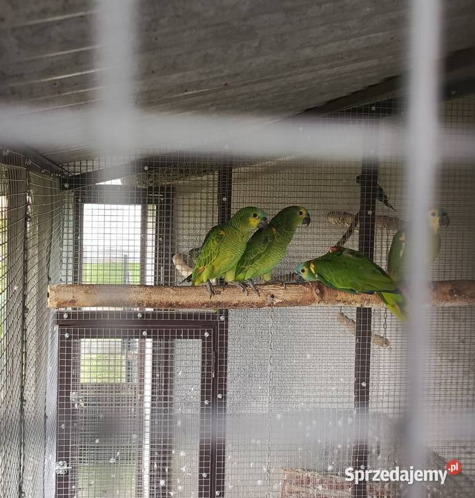 Sprzedam papugi Amazonki niebieskoczelne Amazona sprzedam