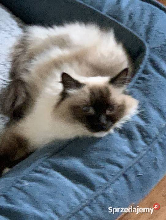Łagodna kotka Ragdoll Ragdoll śląskie sprzedam