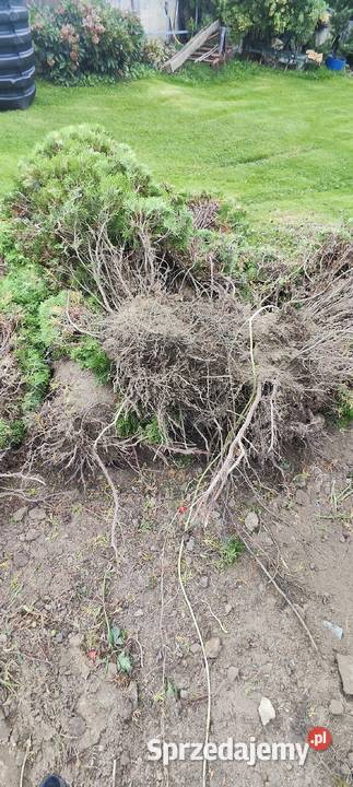 Thuja tuja cyprysy cyprys Dom i Ogród Chrzanów