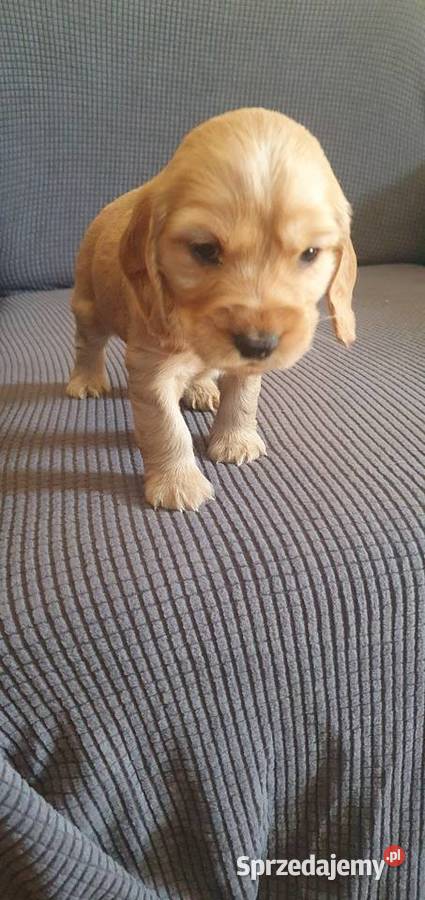 Cocker Spaniel Angielski suczka Radom