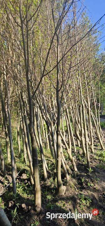 Miododajna lipa drobnolistna 1618 Nasadzenia sprzedam