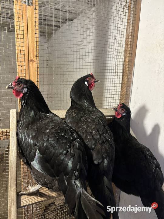 Oferuję jajka wylęgowe kur rasy La Fleche Brzozówka