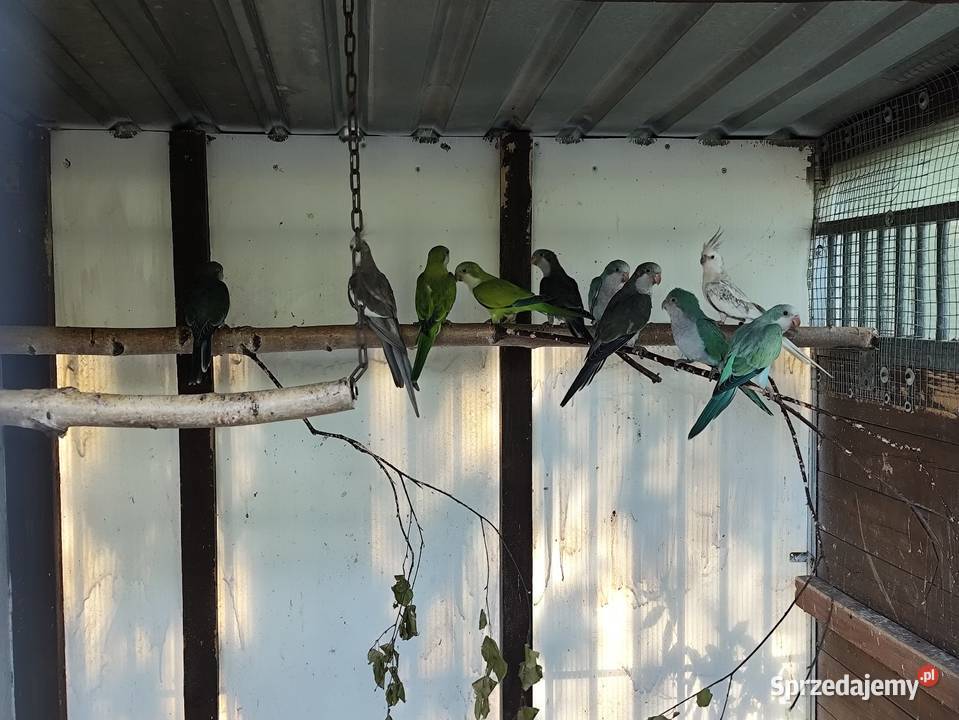 Mnichy nizinne różne mutacje Młode 2025 dorosłe Ptaki Kalisz