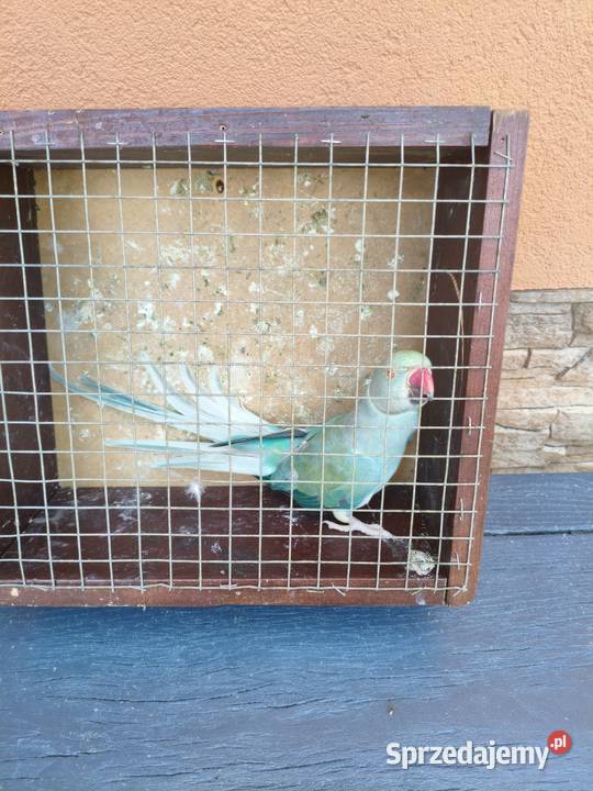 Aleksandretta aleksandretty Ptaki Wielmoża