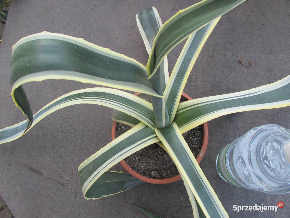 Odhodowana agawa z żółtymi brzegami agave Kraków sprzedam