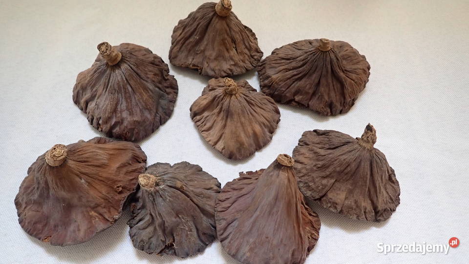 Kwiat Lotosu suszony naturalny Paczka 20 Siewierz sprzedam