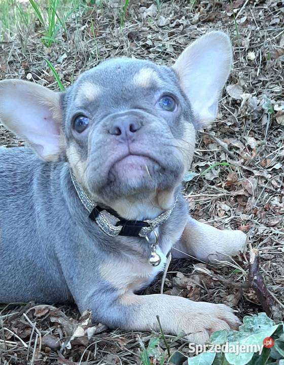 Buldog francuski pieski łódzkie Pabianice sprzedam