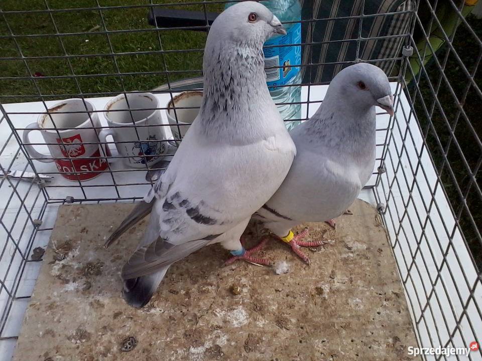 golebie standarty Legnica