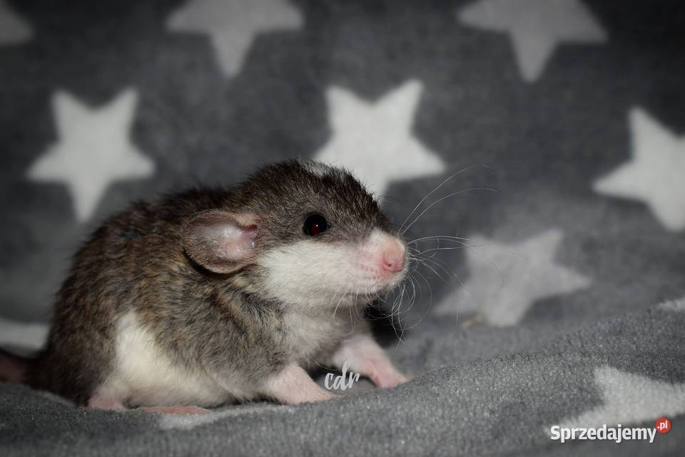 Szczurki szczury szczur dumbo dolnośląskie Wrocław sprzedam