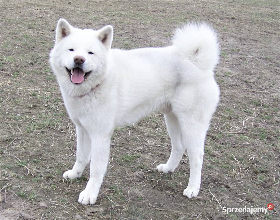 FCI Akita Inu czerwone i białe zoopsychologa