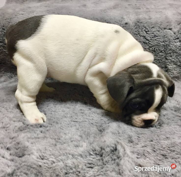 Buldog francuski szczeniaki Buldog Przeciszów