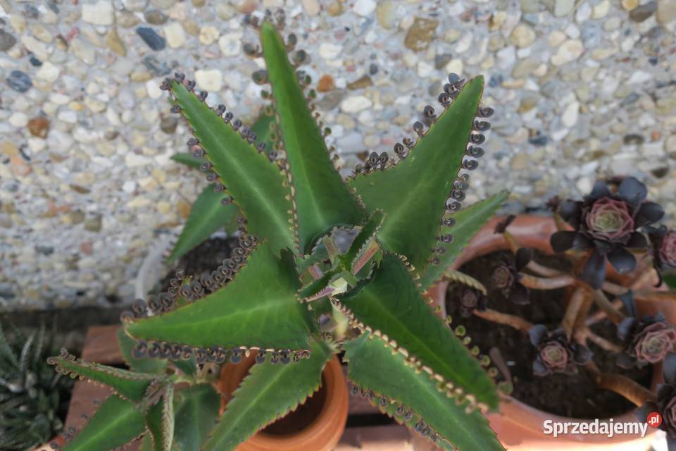 Żyworódka Daigremonta Kalanchoe Daigremonta mazowieckie