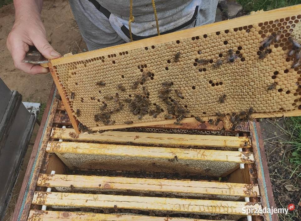 ręki Krainka TROISECK matki UN unasiennione ze Wolinia