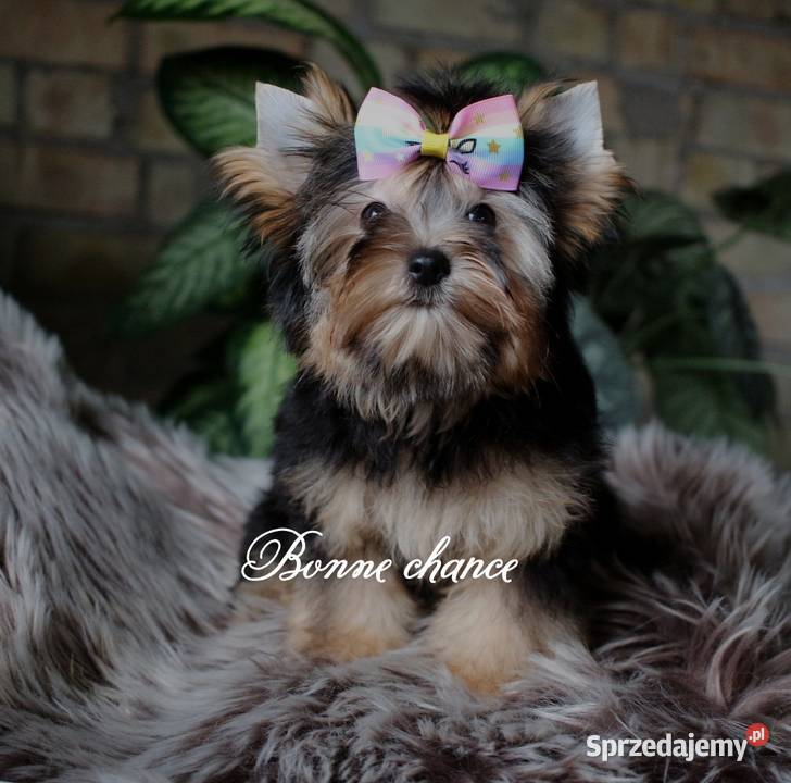 Yorkshire terrier sunia Suwałki