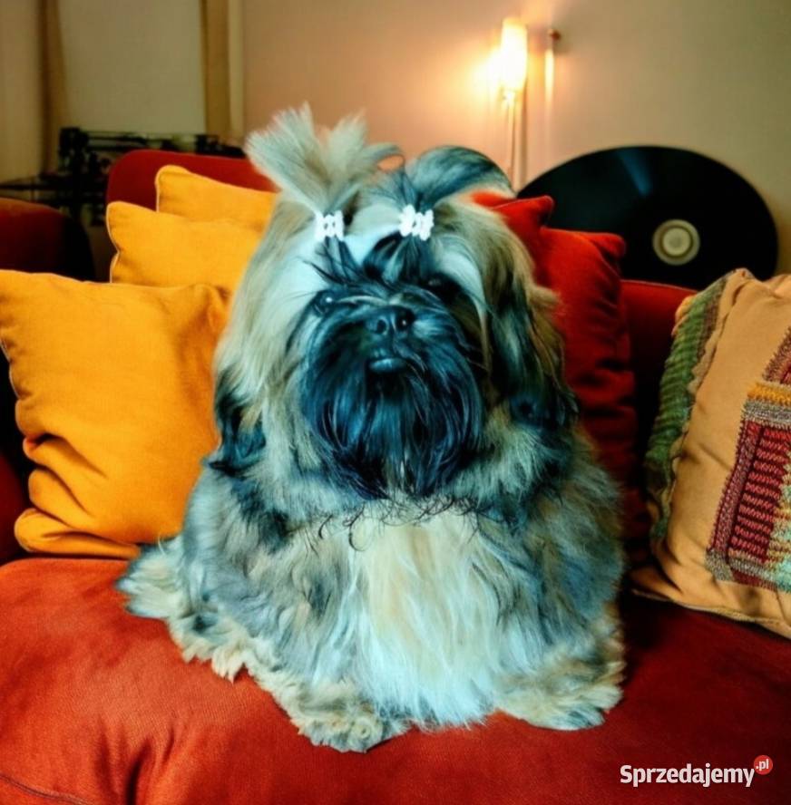 Shih tzu FCI szczeniak Piesek przepiękny dolnośląskie Wałbrzych sprzedam