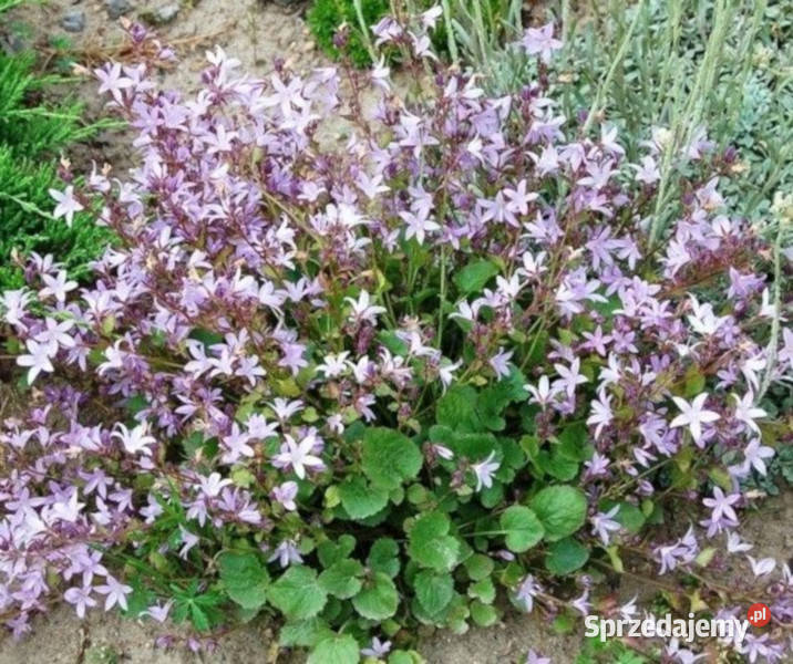 DZWONEK POSZARSKIEGO sadzonki w doniczkach Ustronie