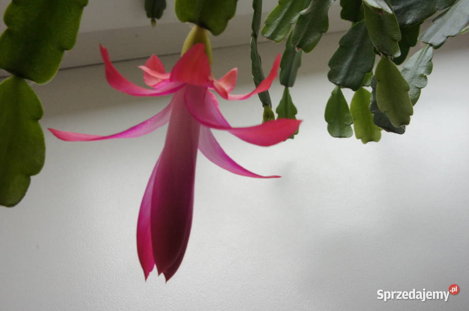 szlumbergera zygokaktus xbuckleyi grudnik stara Szczecin sprzedam