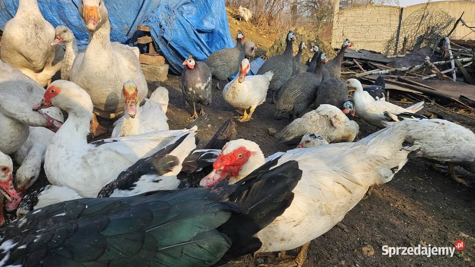 Gęsi białe Swojskie Boguchwałowice