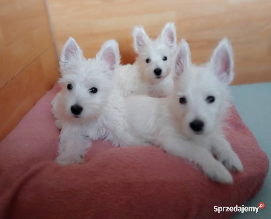 West Highland White Terrier ZKwP FCI Częstochowa